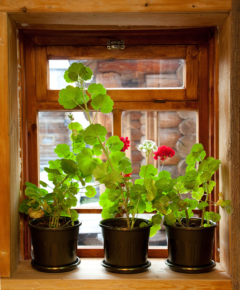 flowers  / Many flowers 